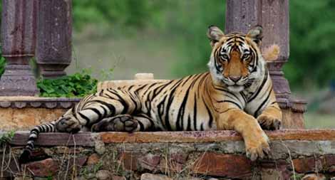 Fauna Selvatica Rajasthan